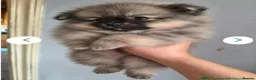 Pomeranian dogs for sale: 🐾 🐾 Adorable Pomeranian Puppies Ready Now 🐾🐾 - Advert 4