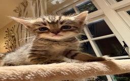 Mixed Breed cats for sale: 3 gorgeous boys mix breed - Image 7