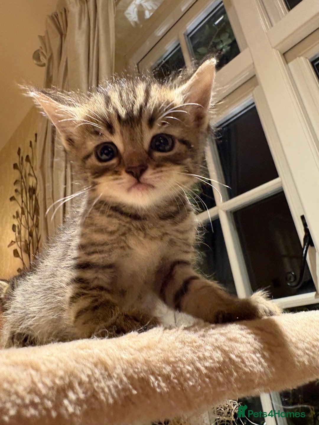 Mixed Breed cats for sale: 3 gorgeous boys mix breed - Image 7