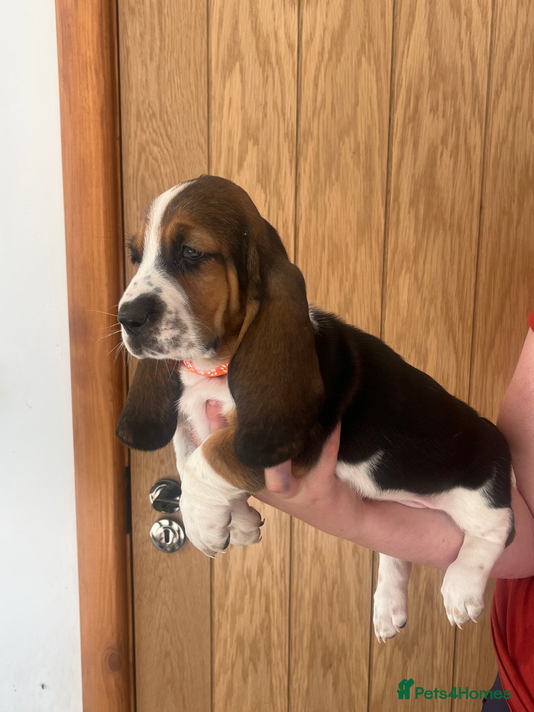 Basset Hound dogs for sale: Wonderful basset hound puppies available  - Image 2