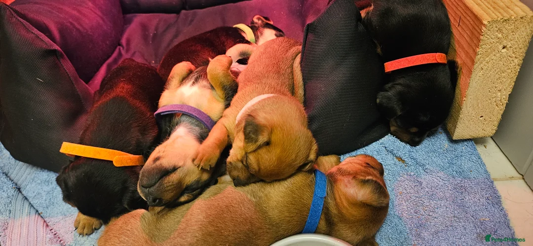 Jack Russell dogs for sale: Gorgeous Jack Russell pups ready to reserve - Advert 4