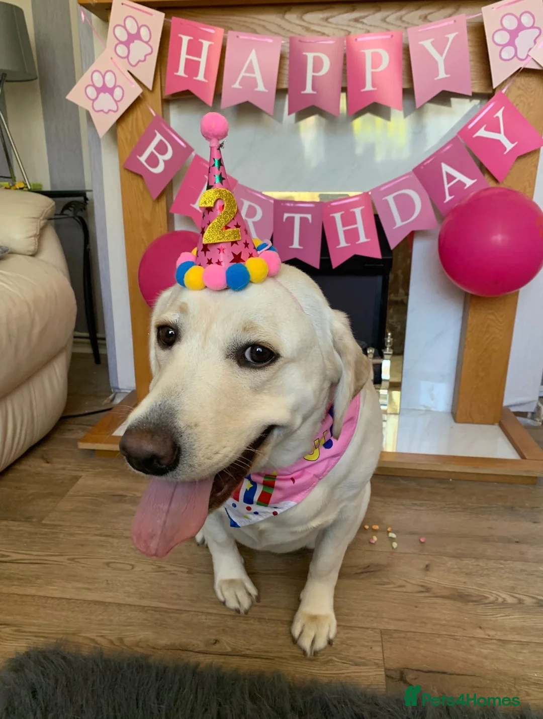 Labrador Retriever dogs for sale: Labrador puppies for sale  in Swansea - Advert 2