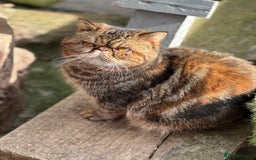Exotic cats for sale: GCCF ACTIVE EXOTIC CATS - Image 6