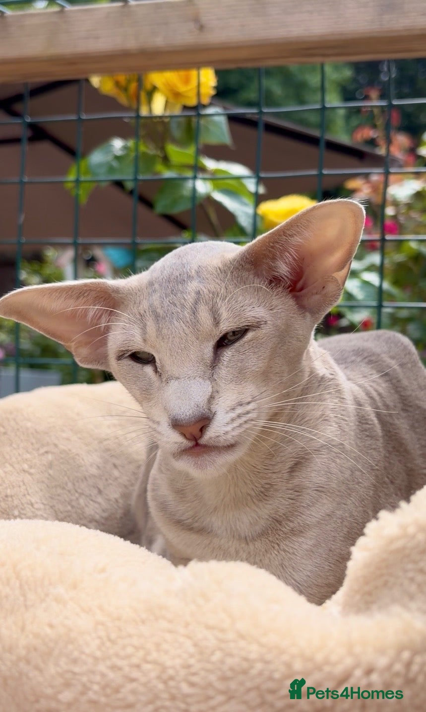 Oriental cats Stunning lilac ticked girl  - Advert 1