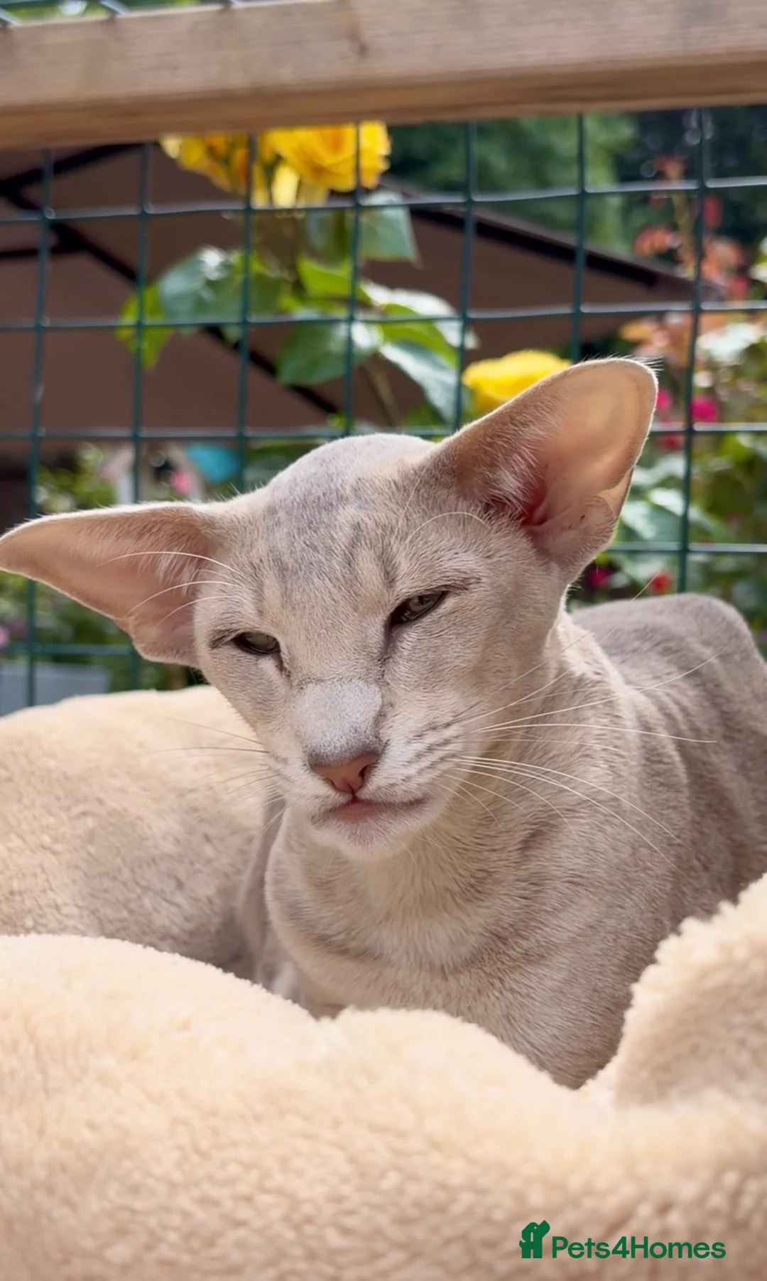 Oriental cats for sale: Stunning lilac ticked girl  - Advert 1