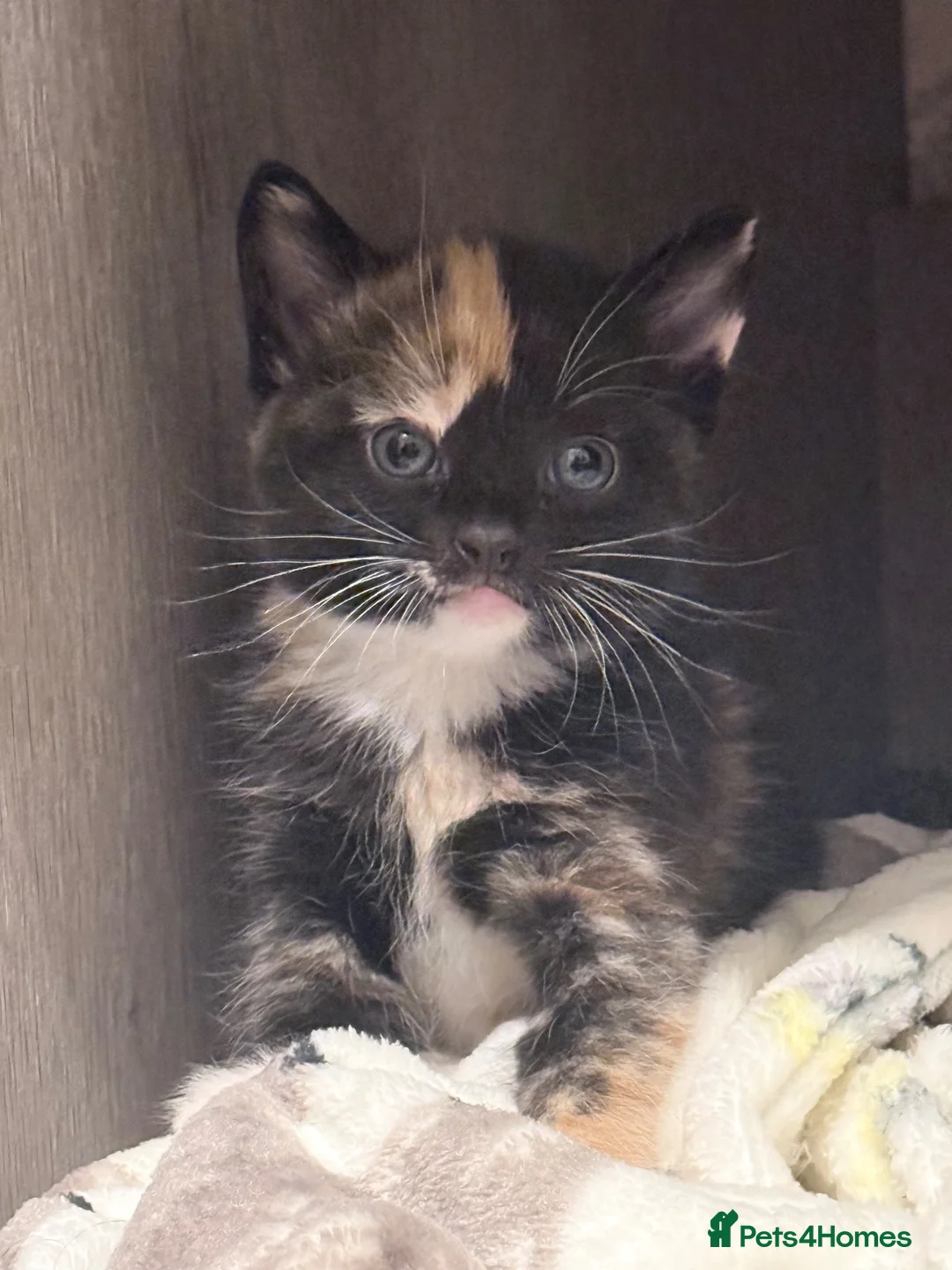 Mixed Breed cats for sale: 2 kittens for sale  in Havant - Advert 6