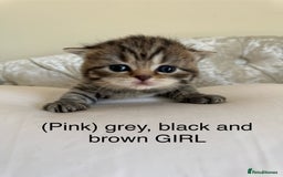 Scottish Fold cats for sale: Scottish fold/ Scottish striaght BSH kittens  - Image 23