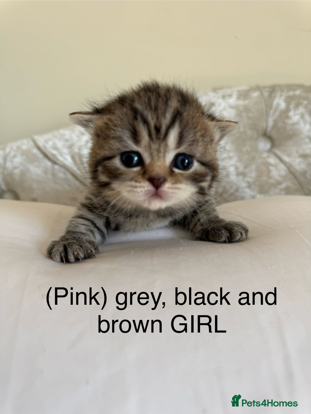 Scottish Fold cats for sale: Scottish fold/ Scottish striaght BSH kittens  - Image 23