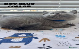 British Shorthair cats for sale: British Shorthair kittens - Image 8