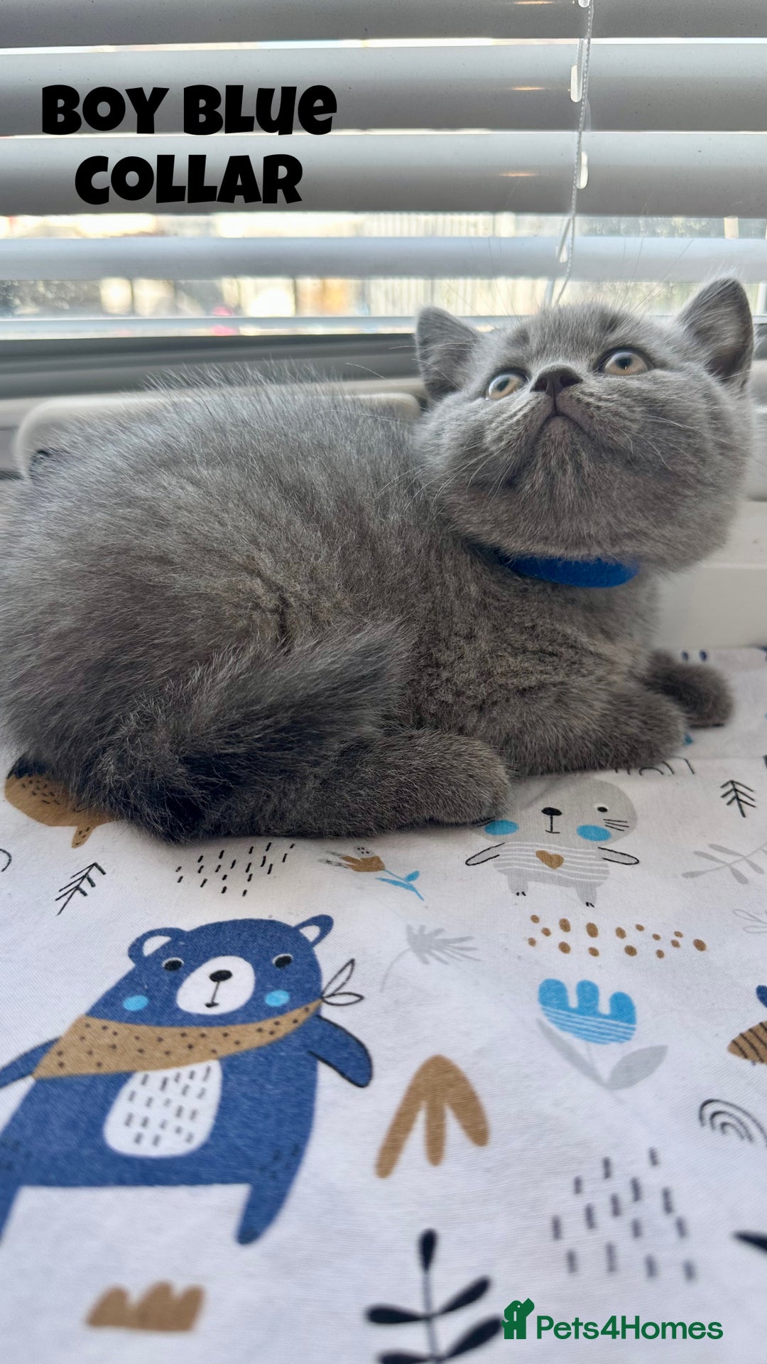 British Shorthair cats for sale: British Shorthair kittens - Image 8