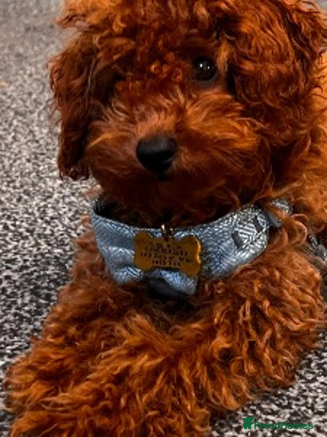 Toy Poodle dogs for sale: Loving Toy Poodle Brown  in Twickenham - Advert 8