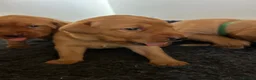 Labrador Retriever dogs for sale: EXCEPTIONAL KC reg DARK FOX RED LABRADOR PUPS - Advert 17