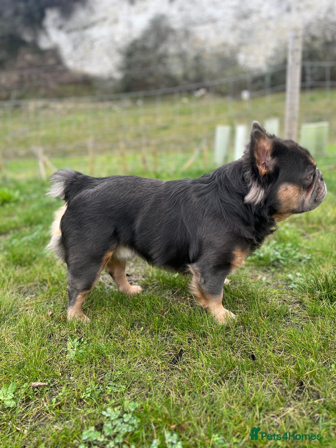 French Bulldog dogs for stud: Blue Fluffy French Bulldog  - Advert 4