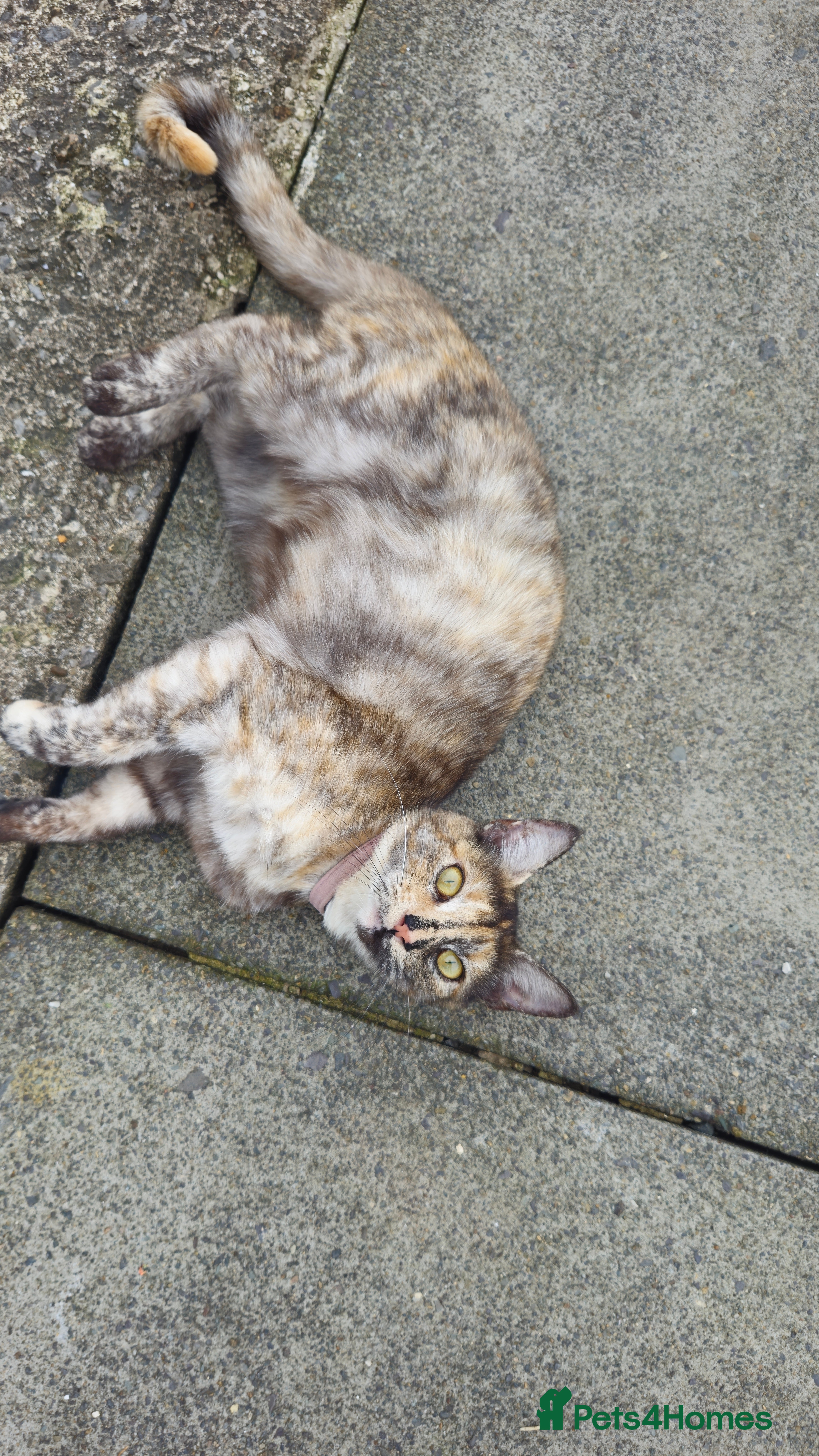 Domestic Shorthair cats Maine coon cross 18mnth female - Advert 10