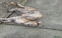 Domestic Shorthair cats for sale: Maine coon cross 18mnth female - Image 1