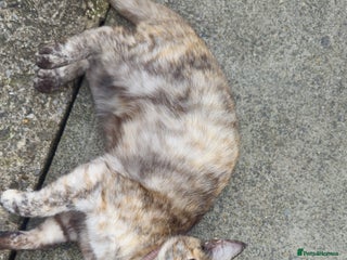 Domestic Shorthair cats - Advert 1