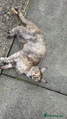 Domestic Shorthair cats - Advert 2