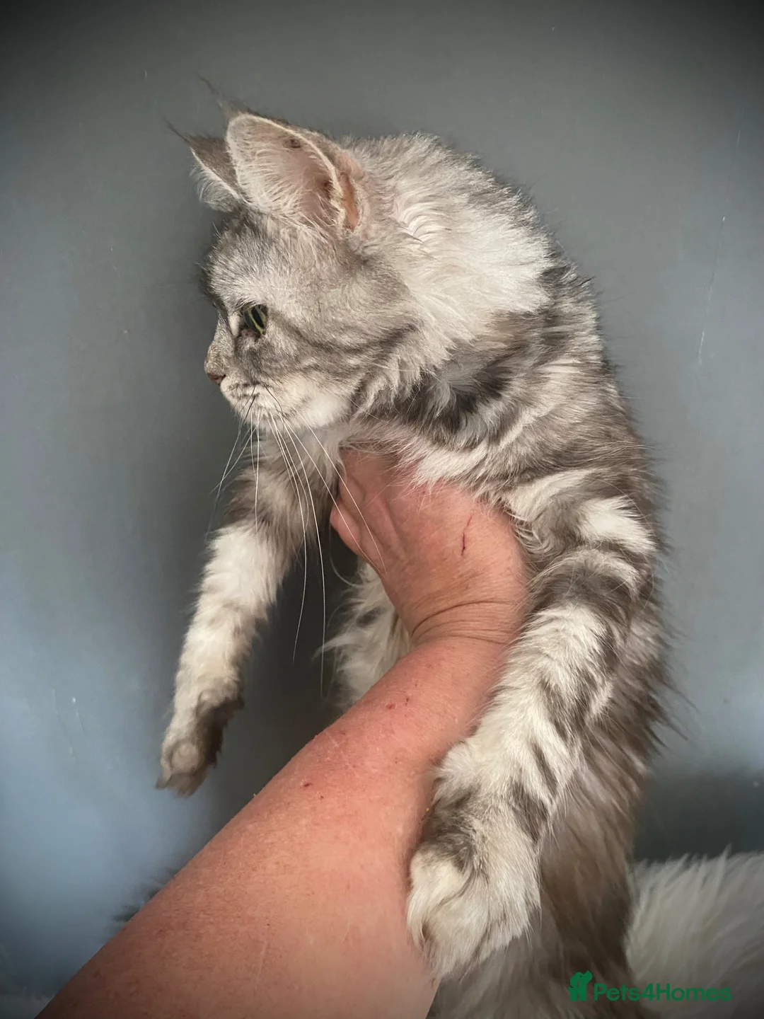 Maine Coon cats for sale: Maine Coon Silver Torbie Girl TICA Active  - Advert 5