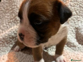 Boxer dogs Kc ref boxers bobtail pups available - Advert 13
