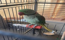 Parrots birds for sale: Alexandrine male and female - Image 1