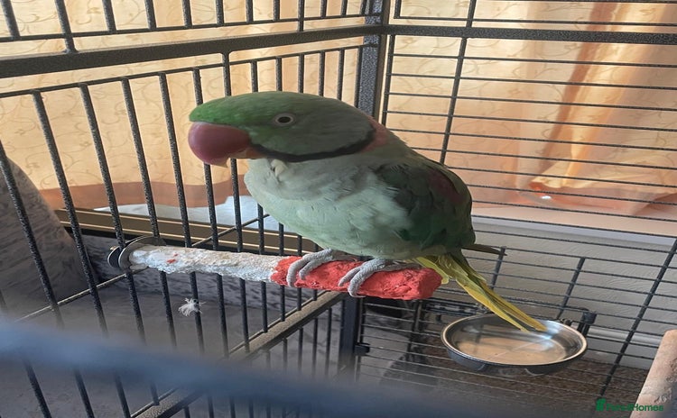 Parrots birds - Advert 18