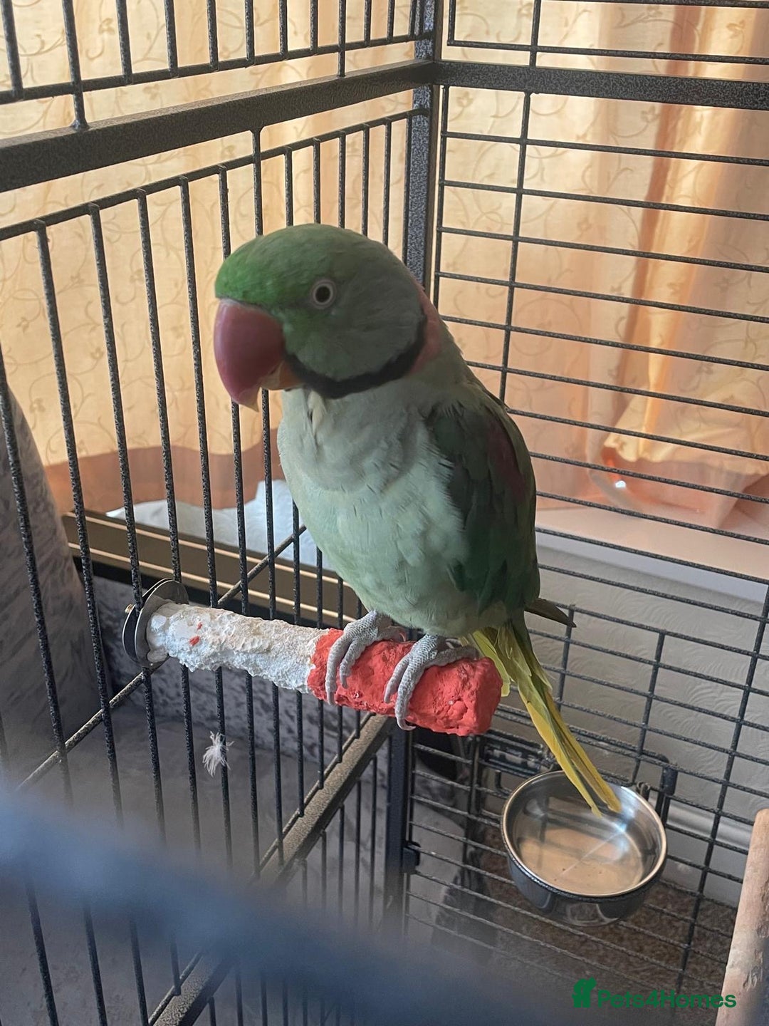 Parrots birds for sale: Alexandrine male and female - Image 1