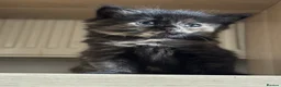 British Shorthair cats for sale: Adorable Kittens Looking for Loving Homes - Advert 6