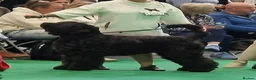 Russian Black Terrier dogs for sale: 🐾 RUSSIAN BLACK TERRIER PUPPIES 🐾 - Advert 2