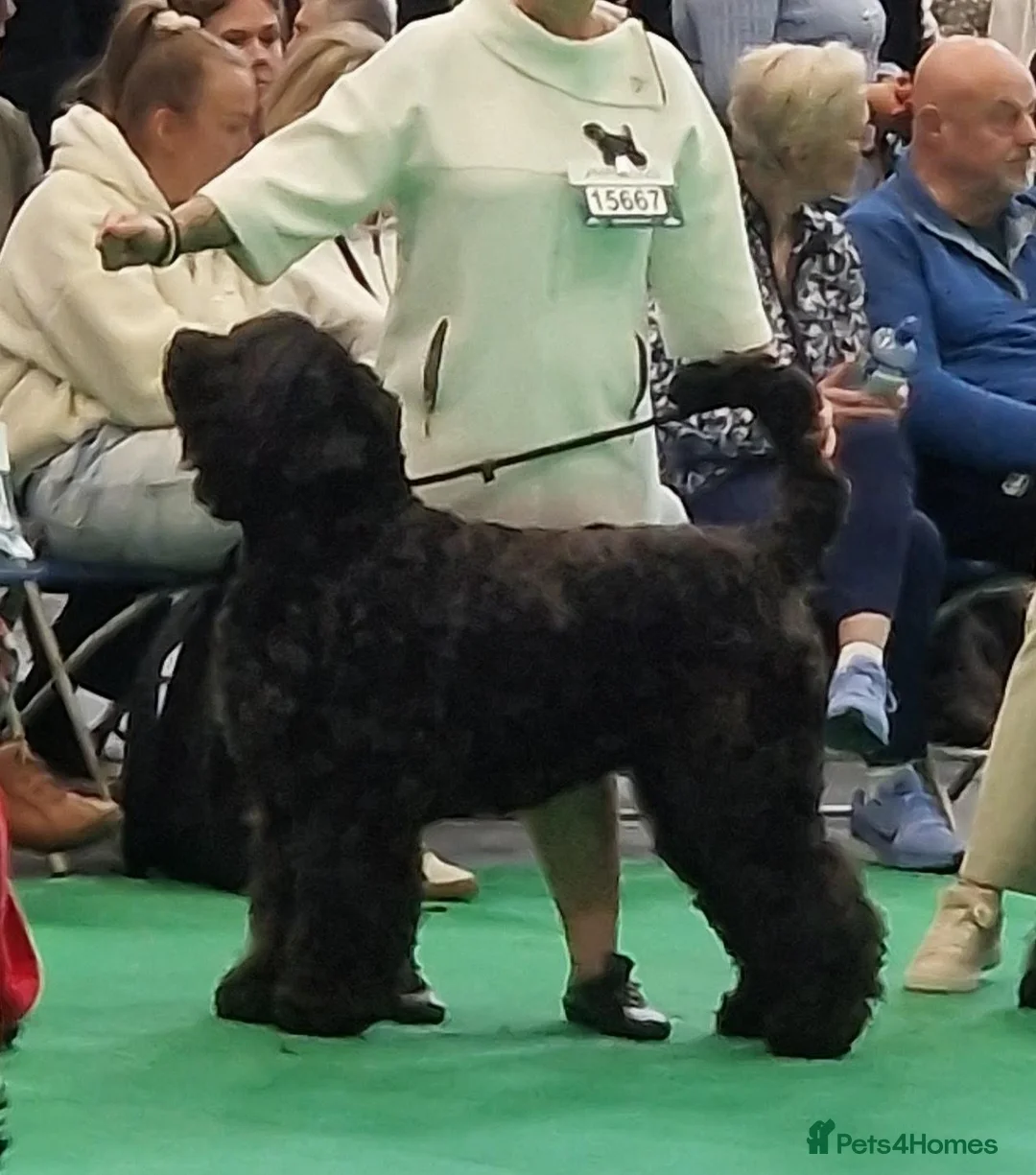 Russian Black Terrier dogs for sale: 🐾 RUSSIAN BLACK TERRIER PUPPIES 🐾 - Advert 2