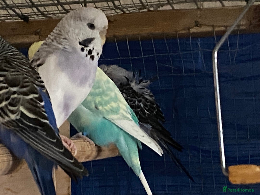 Budgerigars birds for sale: 3 pairs of budgies, searching for new homes  - Image 12