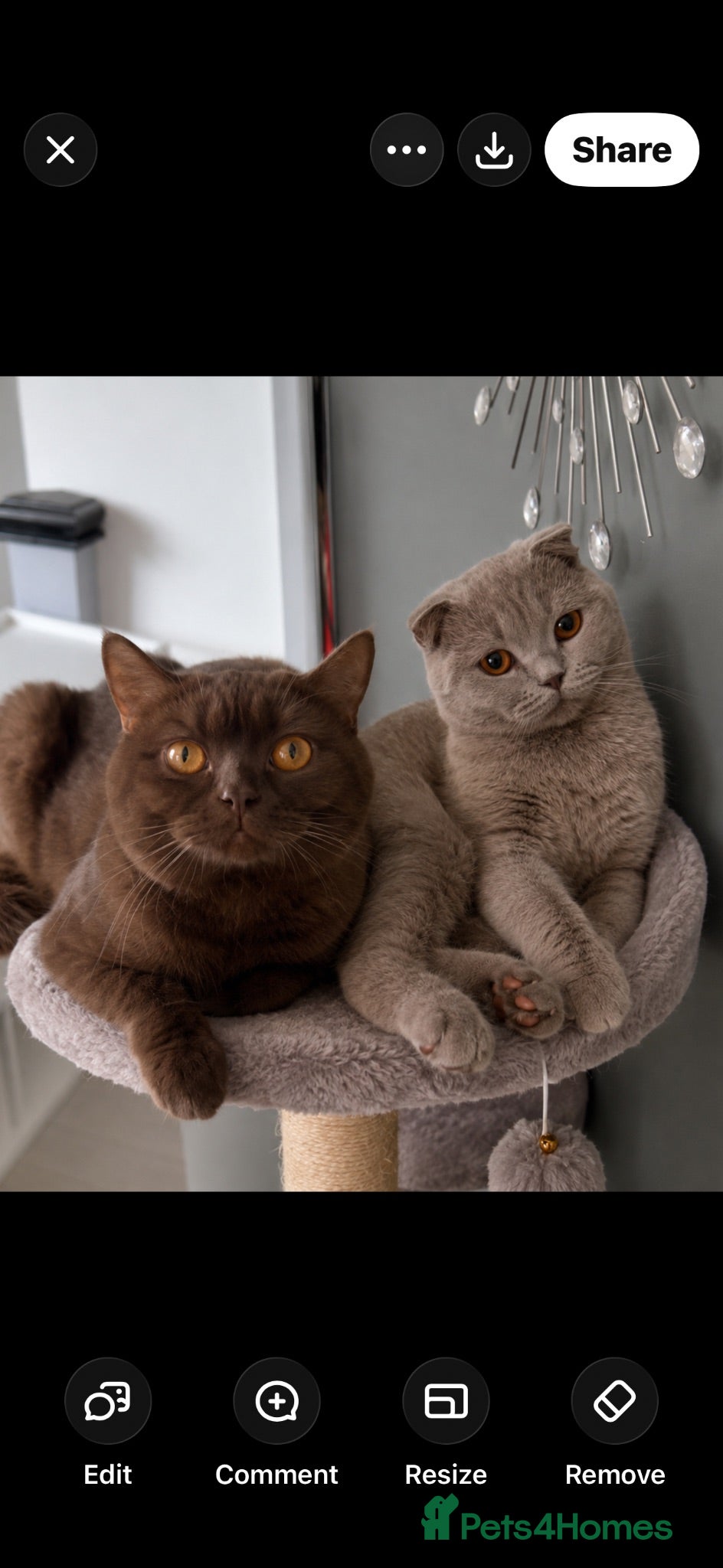 Scottish Fold cats Stunning Scottish fold/straight kittens😻 - Advert 2