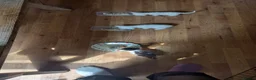 Domestic Shorthair cats for sale: Three young boys ready for new homes  - Advert 4