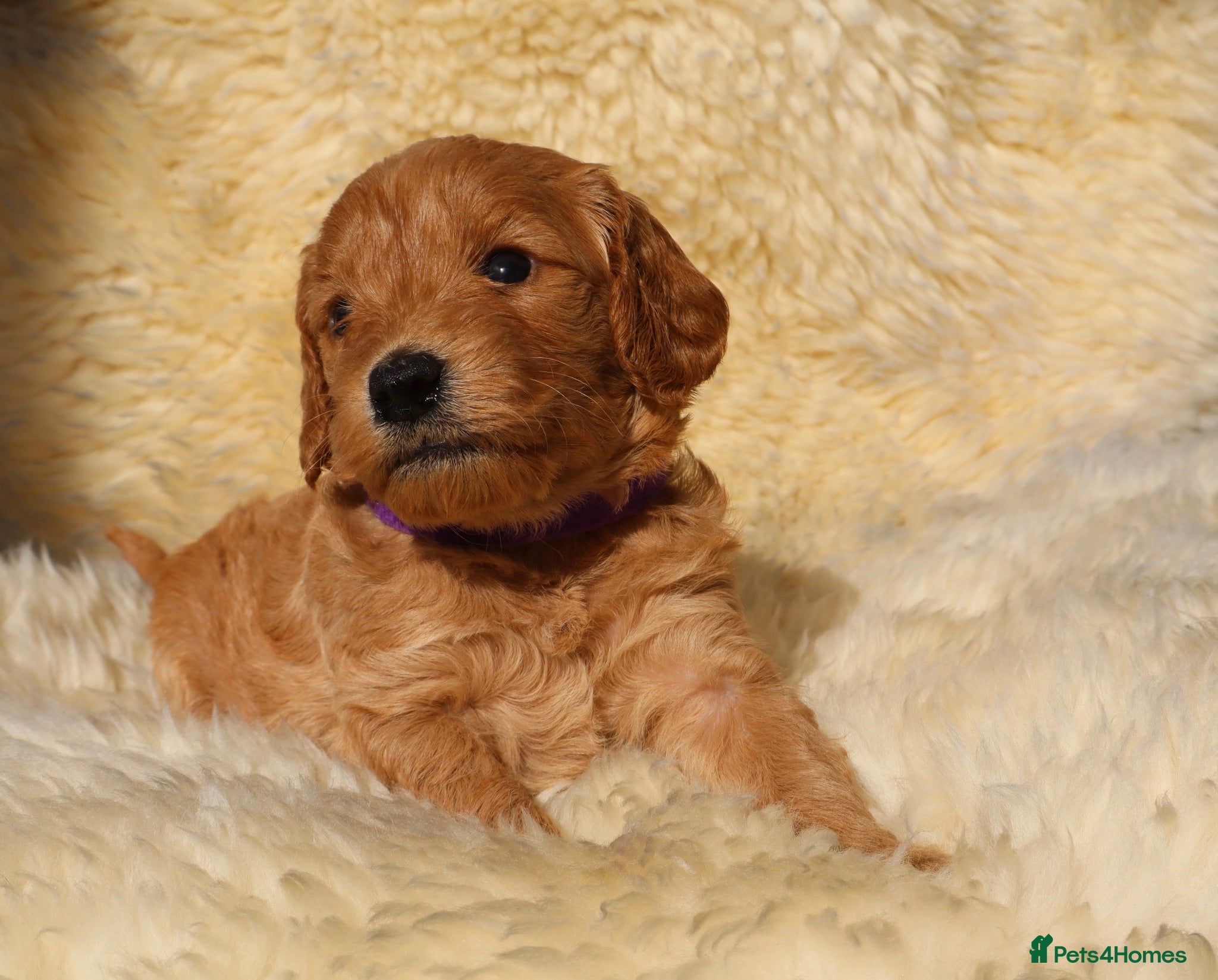 Cockapoo dogs F1 COCKAPOOS 5* LICENSED BREEDER - Advert 1