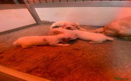 Cocker Spaniel dogs for sale: Cocker Spaniel Puppies For Sale - Advert 3