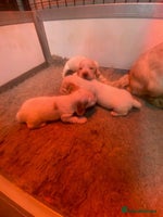 Cocker Spaniel dogs - Advert 10