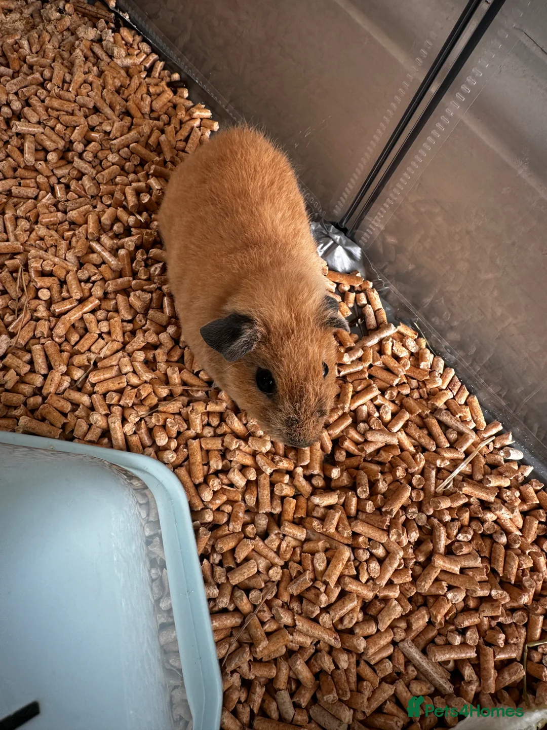 Guinea Pig rodents for sale: Boy guinea pig with cage - Advert 4