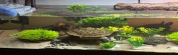 Turtle reptiles for sale: 2 MISSISSIPPI TURTLES  - Advert 6