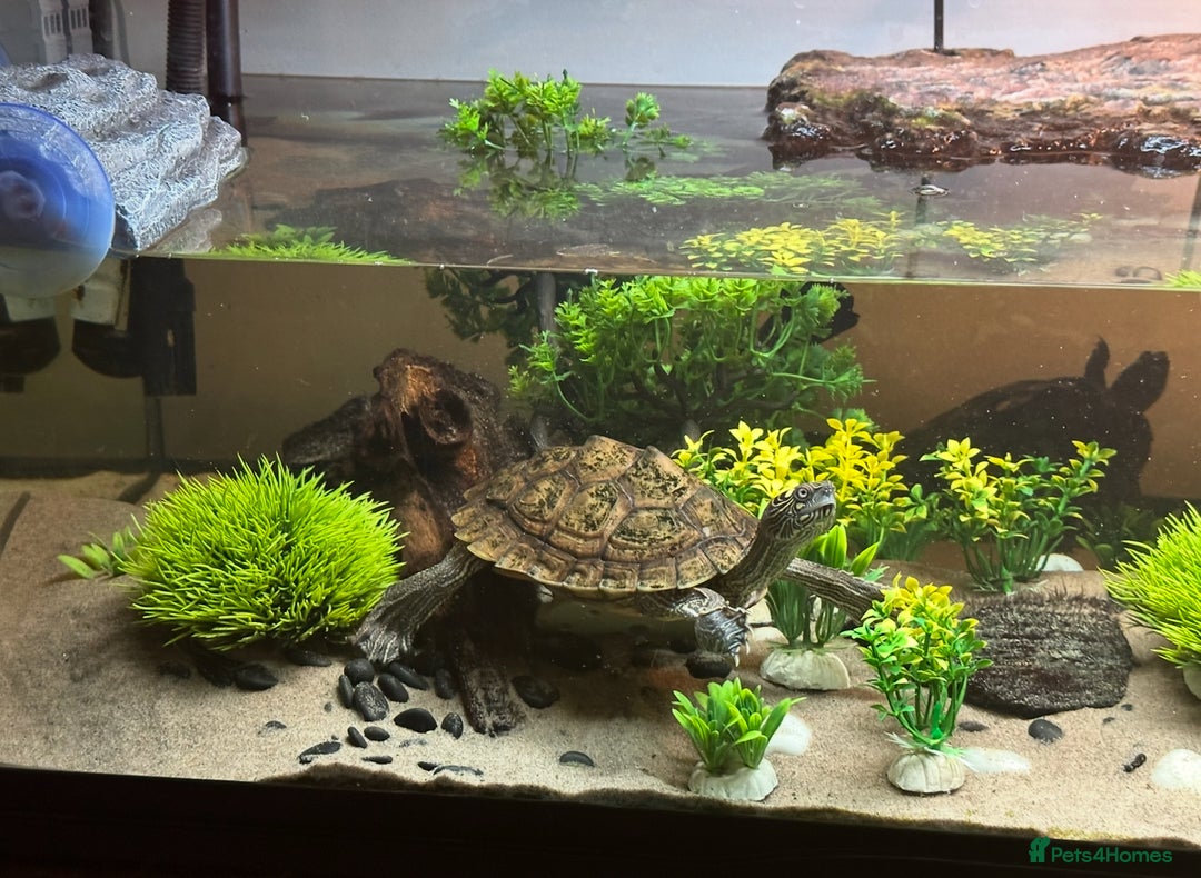 Turtle reptiles for sale: 2 MISSISSIPPI TURTLES  - Advert 6