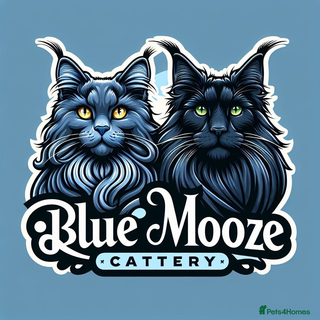 Maine Coon cats for sale: Bluemooze Cattery – Blue Smoke Maine Coons  - Image 1