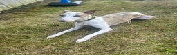 Whippet dogs for sale: KC WHIPPET FOR SALE AGE 2 - Advert 4