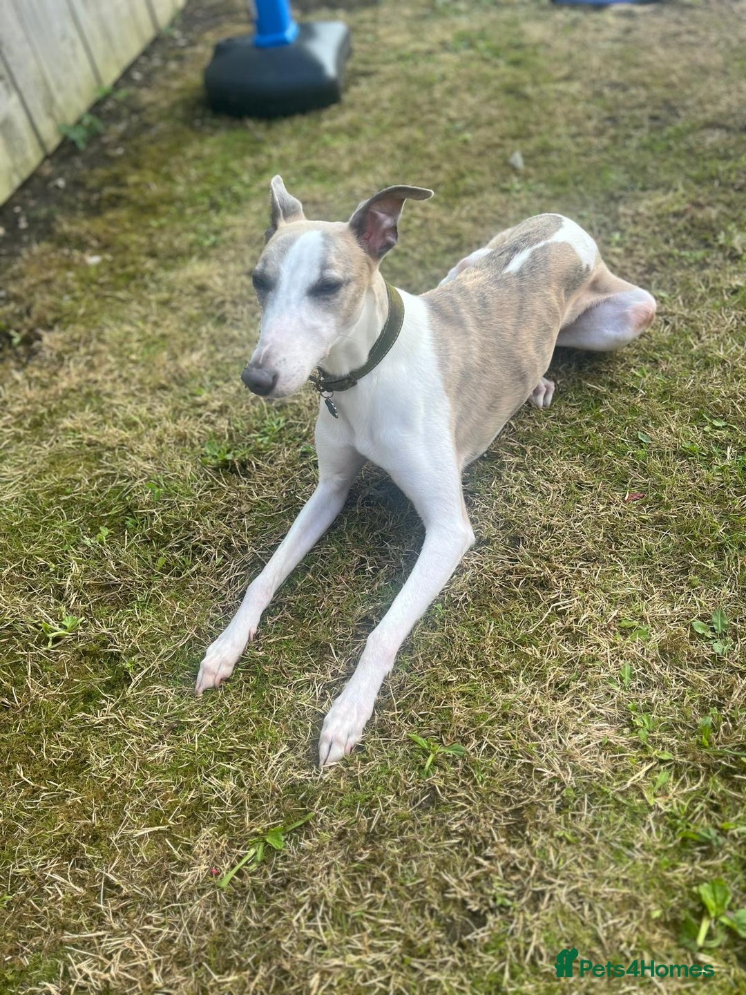 Whippet dogs for sale: KC WHIPPET FOR SALE AGE 2 - Advert 4