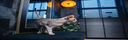 Abyssinian cats for sale: Silver Abyssinian Boy-READY NOW-Champion Line - Advert 4
