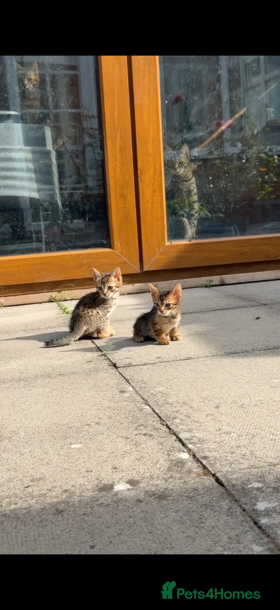 Savannah cats for sale: Savannah x Bengal kittens in Leicester - Advert 1