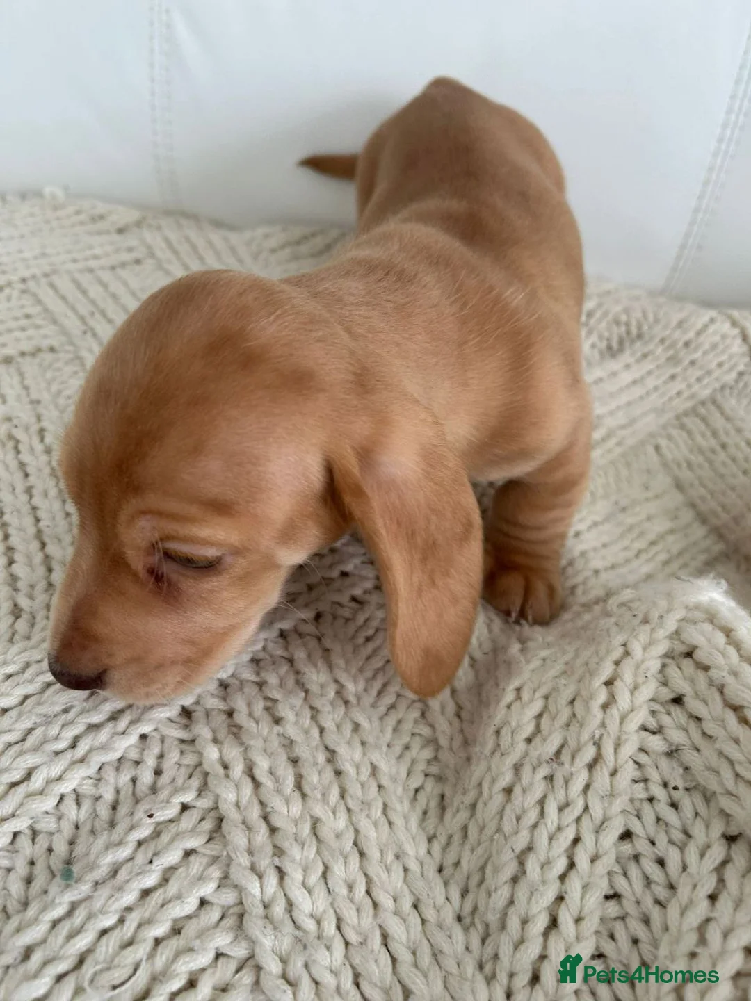 Miniature Dachshund dogs for sale: Adorable Miniature Dachshund puppies - Advert 7