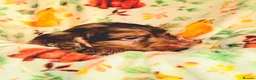 Cockapoo dogs for sale: ONLY 1 STUNNING F1b cockapoo left!! - Advert 13