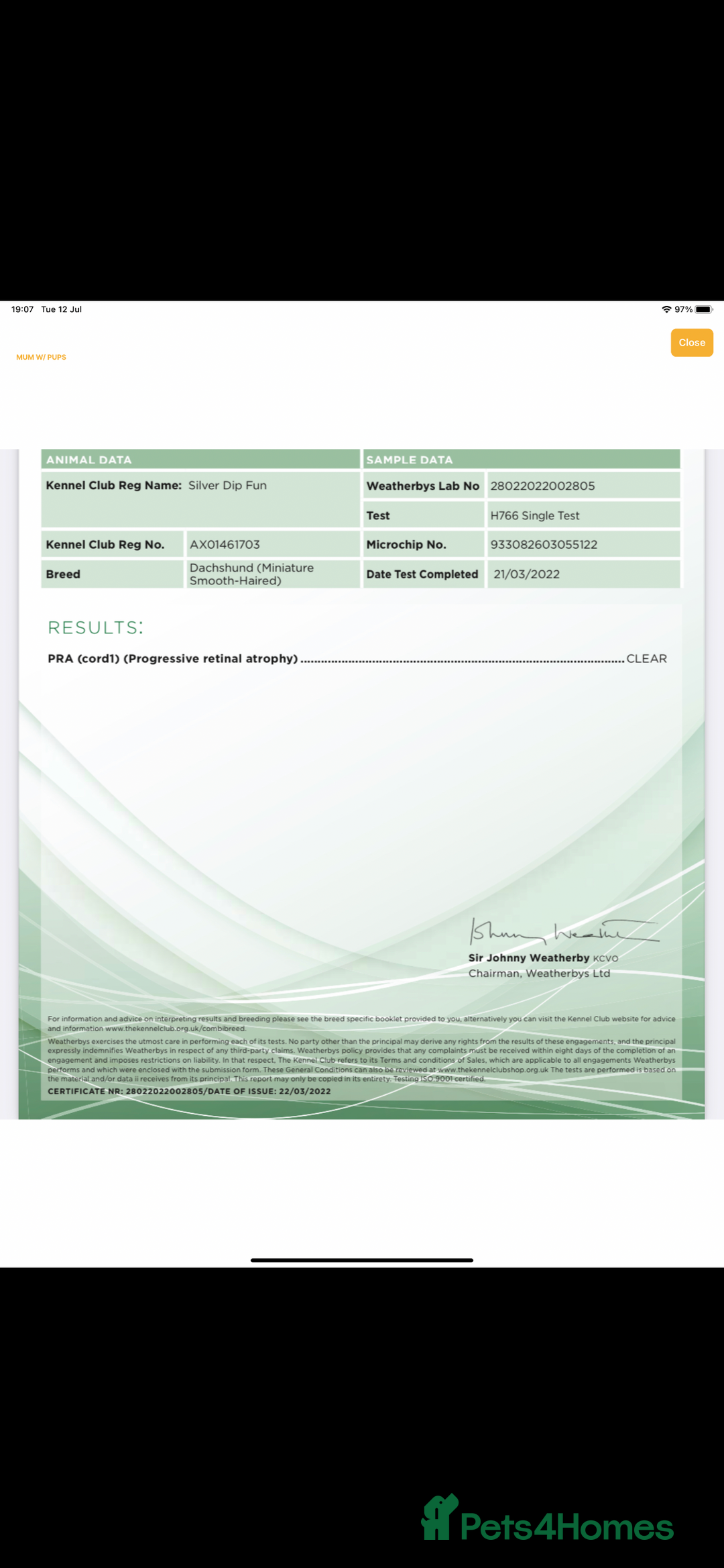 Miniature Dachshund dogs for sale: Absolutely stunning miniature KC reg Dachshund’s  - Advert 10