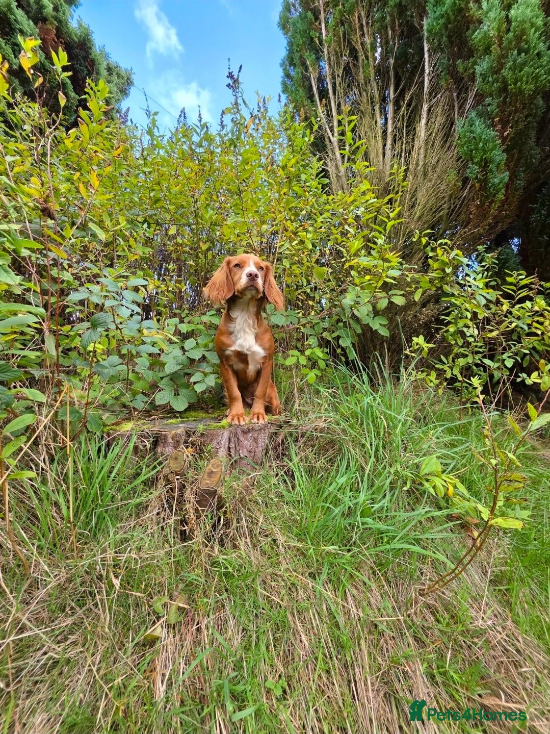 Cocker Spaniel dogs for sale: Ruby  - Advert 2