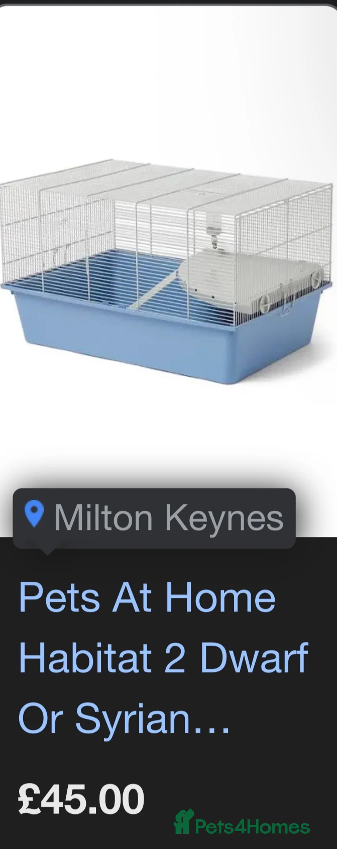 Hamster rodents for sale: male syrian hamster  - Advert 4