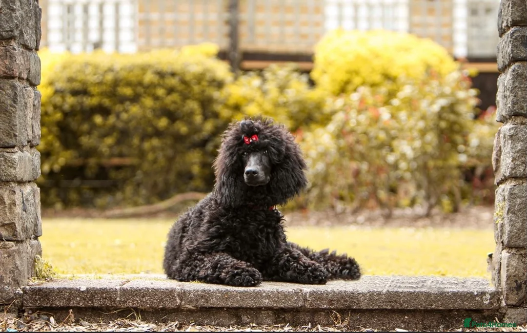 Standard Poodle dogs for sale: Adult KC registered female for sale  - Advert 2
