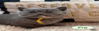 Fig - yellow collar